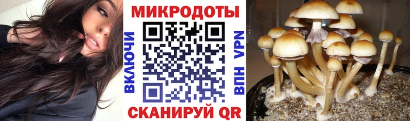 Галлюциногенные грибы Psilocybe  OMG сайт  Дыгулыбгей 